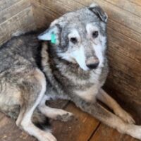 KENO (♂) / völlig abgekämpft / braucht dringend ein Zuhause