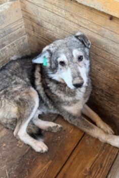 KENO (♂) / völlig abgekämpft / braucht dringend ein Zuhause