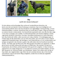 Labbi Mix (mit Schäferhund) SKY sucht ein neues Zuhause
