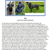 Labbi Mix (mit Schäferhund) SKY sucht ein neues Zuhause
