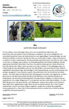 Labbi Mix (mit Schäferhund) SKY sucht ein neues Zuhause