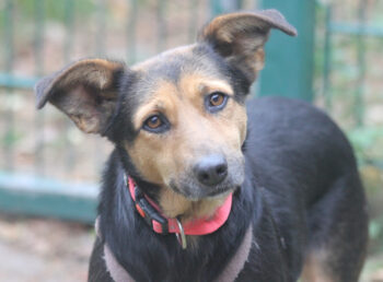 Valeska 47 cm geb. 05/2020 tolle Familienhündin wartet in 315282 Nienburg/Weser