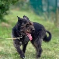 Fuga: Weibchen • geb.ca. 2013-2015 • 55cm