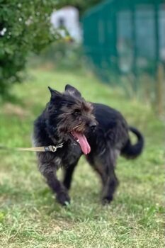 Fuga: Weibchen • geb.ca. 2013-2015 • 55cm