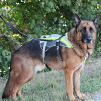 Bentley – intelligenter Schäferhund mit Power und Herz