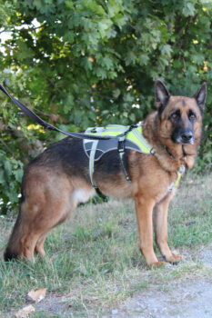 Bentley – intelligenter Schäferhund mit Power und Herz