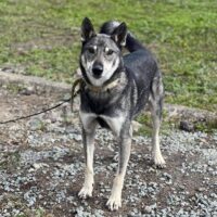 Volchok: Rüde • geb.ca. 2016-2018 • 60cm • Handicap