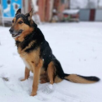 Rikis III - Rüde • geb.ca. 2014-2016 • 55cm