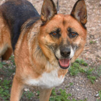 Lola Weibchen • geb.ca. 2014-2016 • 58cm