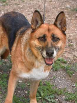 Lola Weibchen • geb.ca. 2014-2016 • 58cm