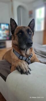 Malinois-Mix Buddy sucht dringend ein Zuhause 57500 Saint-Avold