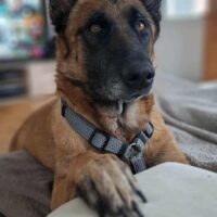Malinois-Mix Buddy sucht dringend ein Zuhause 57500 Saint-Avold