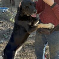 Super menschenbezogene Paulina, 2019 geboren, kastriert, verträglich, sucht Zuhause od. Pflegestelle