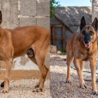 Ben und Baks – zwei Schnüffler mit der kalten Schnauze