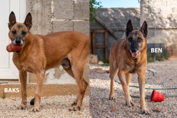 Ben und Baks – zwei Schnüffler mit der kalten Schnauze