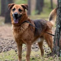 Maja: Hündin • geb.ca. 2014-2016 • 50cm