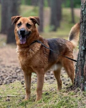 Maja: Hündin • geb.ca. 2014-2016 • 50cm