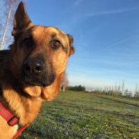 !!Notfall!! Pflegestelle oder Zuhause gesucht! Schäferhundliebhaber und -kenner gesucht!