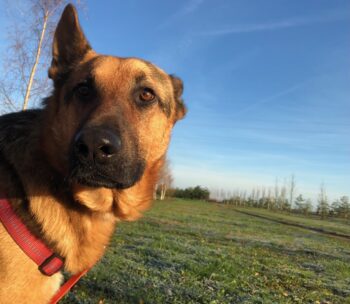 !!Notfall!! Pflegestelle oder Zuhause gesucht! Schäferhundliebhaber und -kenner gesucht!