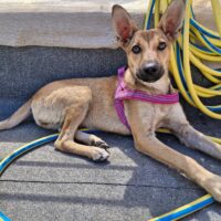 VIOLETT, geb.03/25, liebes Hundemädchen