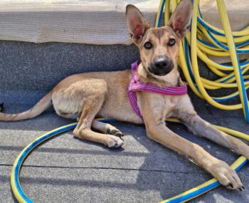 VIOLETT, geb.03/25, liebes Hundemädchen