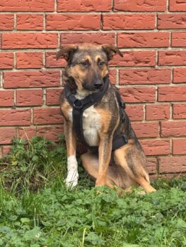 Alibaba - zarter noch vorsichtiger und sehr hübscher junger Rüde