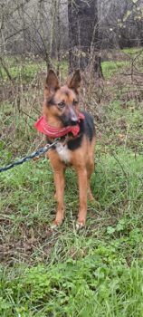 sportlich-verschmuste DJINA, 3,5 Jahre jung, toll mit Kindern, Katzen, Hunden