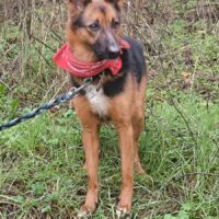 sportlich-verschmuste DJINA, 3,5 Jahre jung, toll mit Kindern, Katzen, Hunden