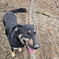 Unkomplizierte, menschenbezogene Violet aus Targu Jiu, 5 J., kastriert sucht End- oder Pflegestelle