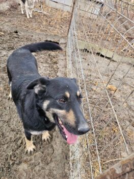 Unkomplizierte, menschenbezogene Violet aus Targu Jiu, 5 J., kastriert sucht End- oder Pflegestelle