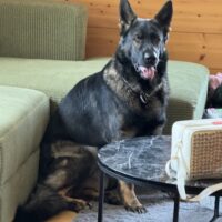 Fast 3 Jähriger Wunderschöner Rüde Urso dringend in Verantwortungsvolle Hände abzugeben