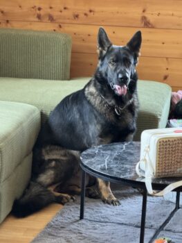 Fast 3 Jähriger Wunderschöner Rüde Urso dringend in Verantwortungsvolle Hände abzugeben