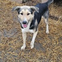 Naila, unsere sanfte Mama, 5 Jahre, kastriert