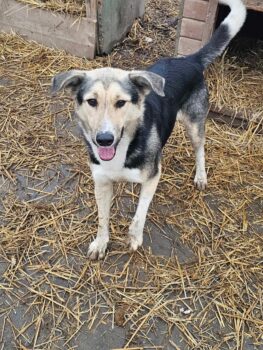 Naila, unsere sanfte Mama, 5 Jahre, kastriert