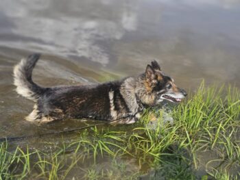 Ramas: Rüde • geb.ca. 2014-2016 • 45cm • 22kg • Mini Schäfi?