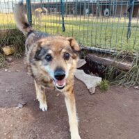 Tuzikas: Rüde • geb.ca. 2014-2016 • 42cm