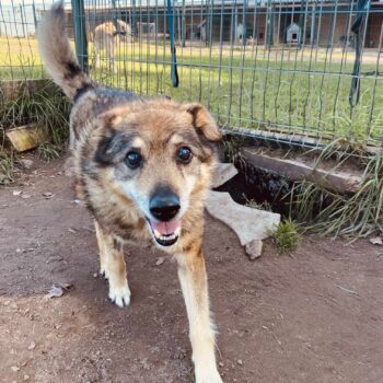 Tuzikas: Rüde • geb.ca. 2014-2016 • 42cm