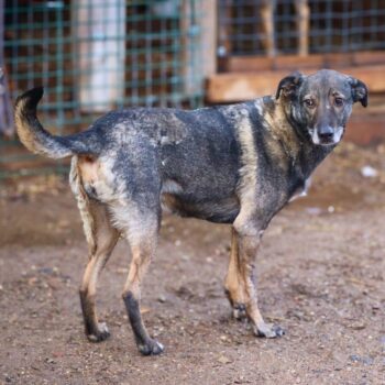 Pilke: Weibchen • geb.ca. 2017-2019 • 54cm • 22.4kg