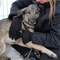 Brenda: Weibchen • geb.ca. 2015-2017 • 55cm