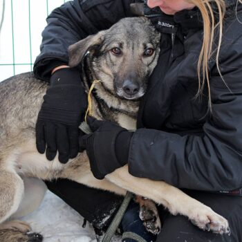 Brenda: Weibchen • geb.ca. 2015-2017 • 55cm