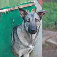 Bruno: Rüde • geb.ca. 2017-2019 • 55cm