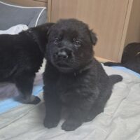 Lackschwarze Schäferhundwelpen aus Leistungslinie