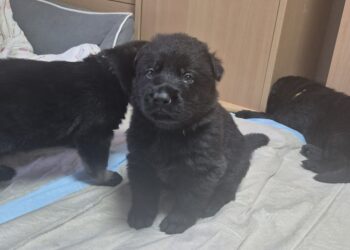 Lackschwarze Schäferhundwelpen aus Leistungslinie