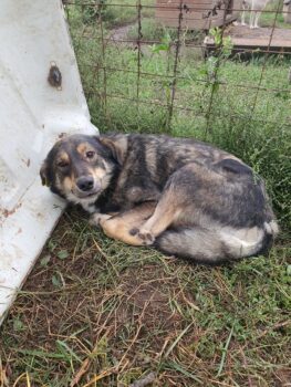 Ruhiger Lingo wartet, 8 Jahre, lieb, verträglich, kastriert