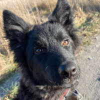 KIANO – Freund fürs Leben gesucht! 07629 Sankt Gangloff