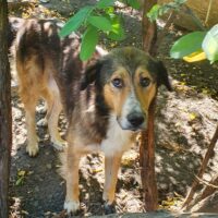 NOTFALL Schäfi Mix Ben, 6,5 Jahre alt, kastriert, ruhig