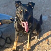 Bela: Weibchen • geb.ca. 2017-2019 • 55cm