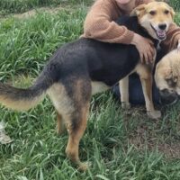 Traumhund Dobby, 8 Jahre, kastriert, verträglich