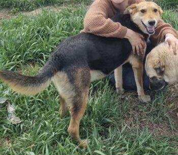 Traumhund Dobby, 8 Jahre, kastriert, verträglich