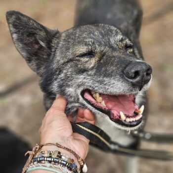 Miniaturansicht für das Anzeigenbild